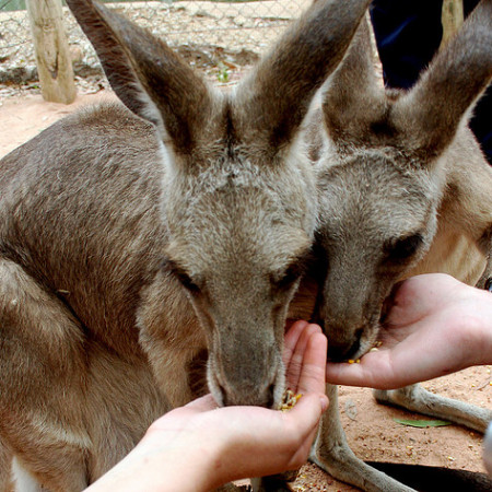 Feeding Kangaroos at the Billabong Sanctuary by by Aidan Jones