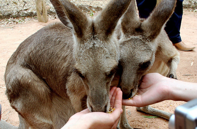 Feeding Kangaroos at the Billabong Sanctuary by by Aidan Jones