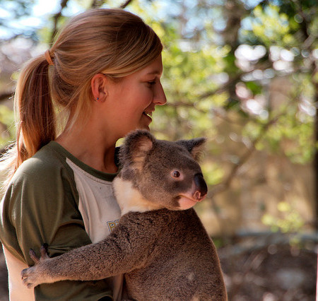 Koala at Billabong Sanctuary by by Christian Haugen Flickr