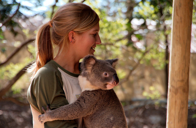 Koala at Billabong Sanctuary by by Christian Haugen Flickr