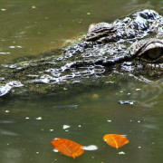 Croc at the Billabong Sanctuary. Photo by Dan on Flickr