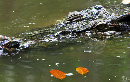 Croc at the Billabong Sanctuary. Photo by Dan on Flickr