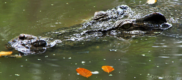 Croc at the Billabong Sanctuary. Photo by Dan on Flickr