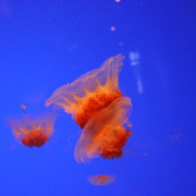 Melbourne SEA LIFE Aquarium Gordon Flood on Flickr