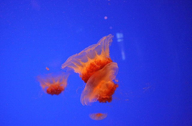 Melbourne SEA LIFE Aquarium Gordon Flood on Flickr