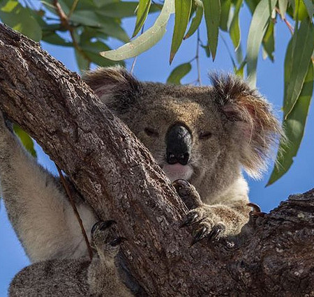 Koala on Magnetic Island by Teddy Fotiou on Flickr