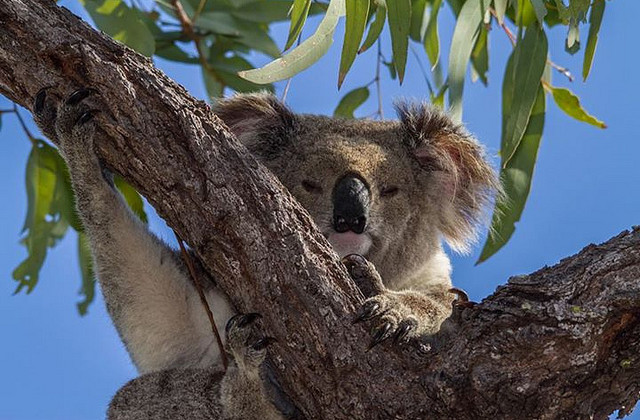 Koala on Magnetic Island by Teddy Fotiou on Flickr