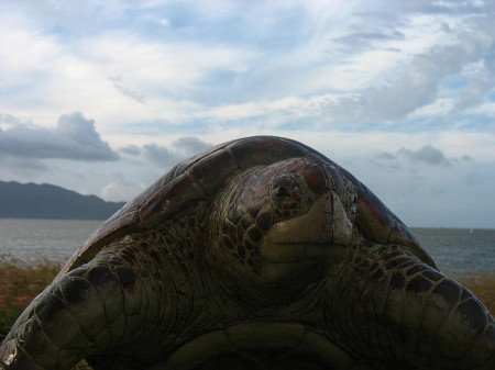Turtle on Onda beach Orin Zebest