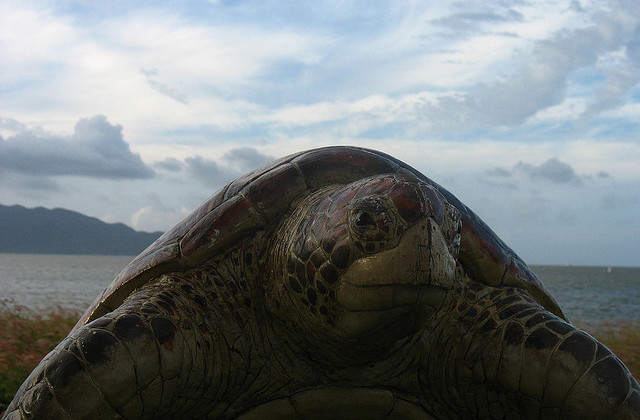 Turtle on Onda beach Orin Zebest