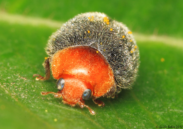 Furry Lady Beetle by gbohne on Flickr