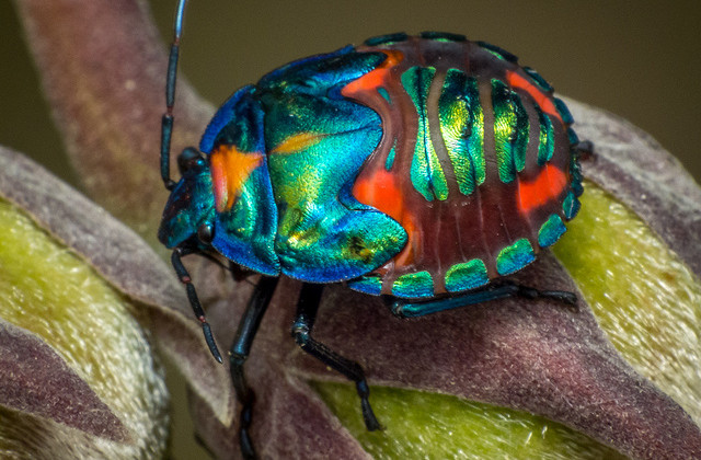 Harlequin Bug by James Niland on Flickr