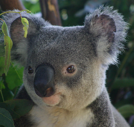 Koala by chem7 on Flickr