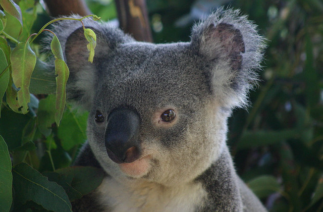 Koala by chem7 on Flickr