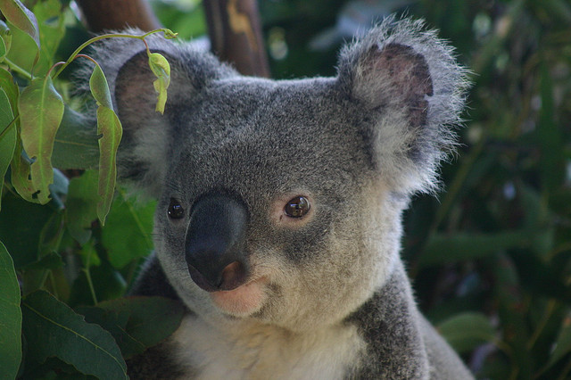Koala by chem7 on Flickr