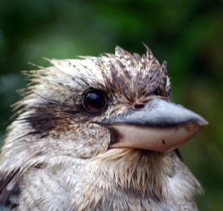 Kookabura