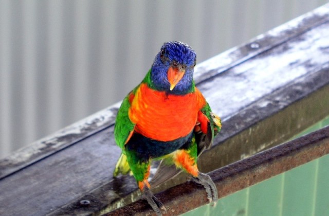 Parrot in Australia