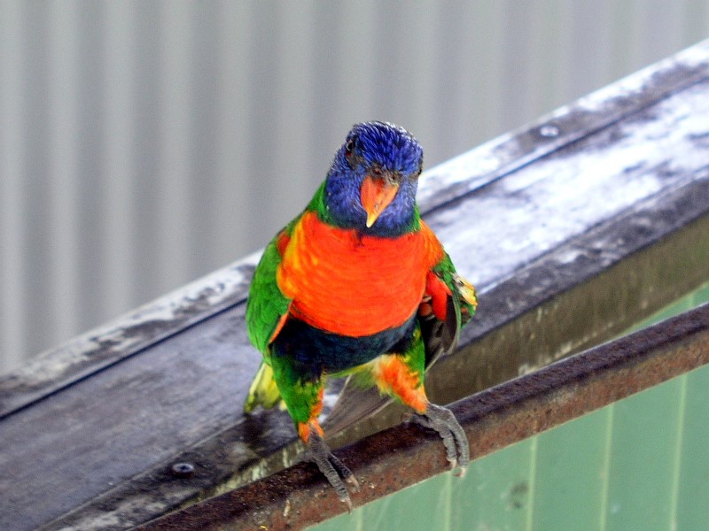 Parrot in Australia
